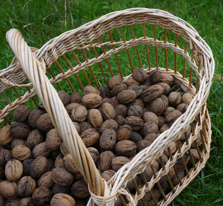 panier ajouré en osier écorcé