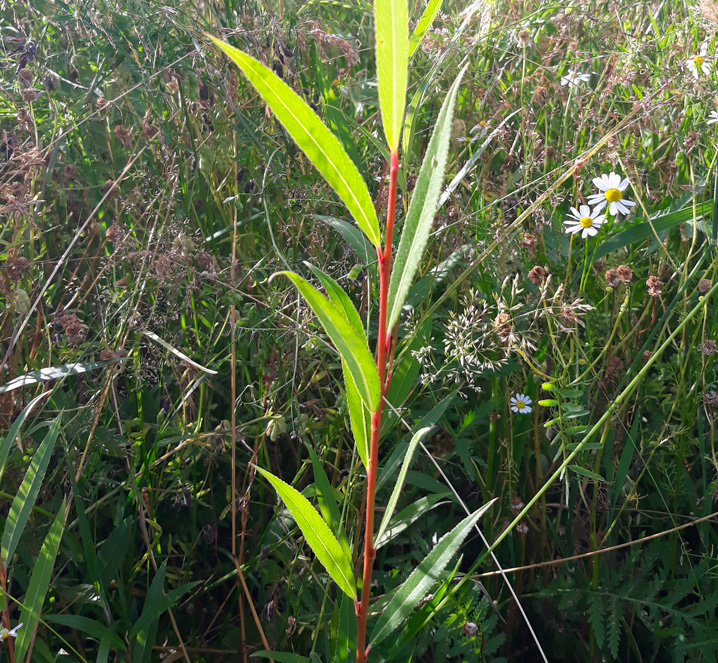 culture de salix triandra - Les Liens Naturels - Atelier de Vannerie - Audrey Alvarez - Ladeuze - Belgique