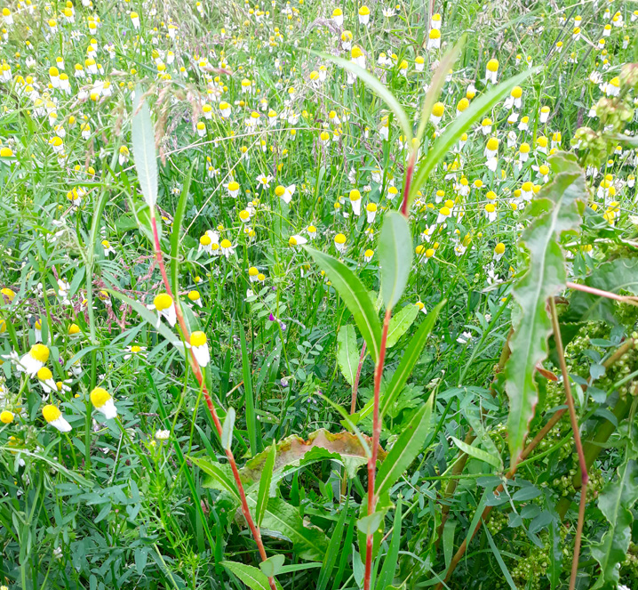 Salix - Les Liens Naturels - Atelier de Vannerie - Audrey Alvarez - Ladeuze - Belgique