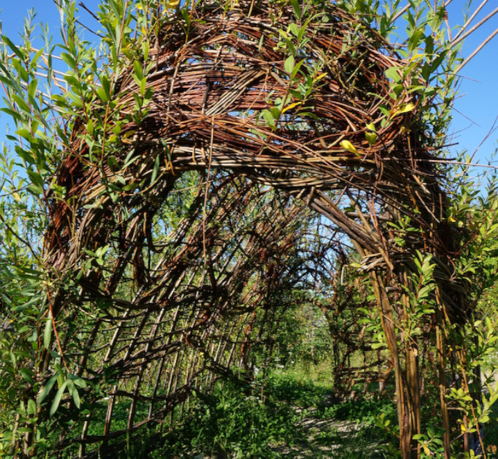 Tunnel en osier  - Les Liens Naturels - Atelier de Vannerie - Audrey Alvarez - Ladeuze - Belgique