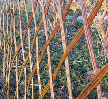 Haie en osier vivant - Les Liens Naturels - Atelier de Vannerie - Audrey Alvarez - Ladeuze - Belgique